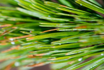 Pinus aristata - borovice osinatá - jehlice